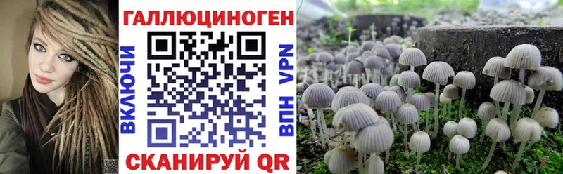 блэк спрут ссылки  Меленки  Псилоцибиновые грибы Psilocybe 